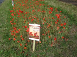 A poppy is to remember