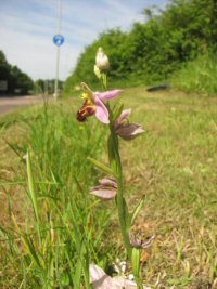 bee orchid