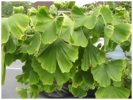 ginkgo leaves