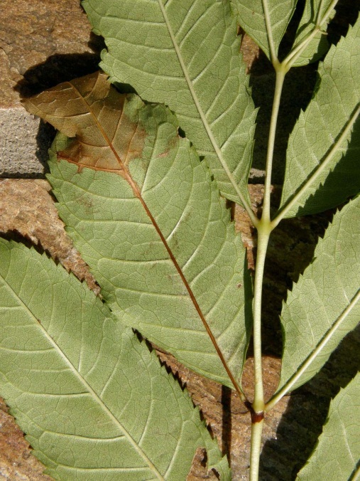 ash leaf