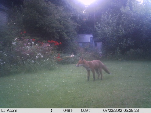 fox in garden