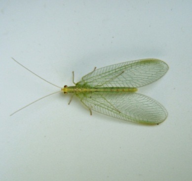 lacewing