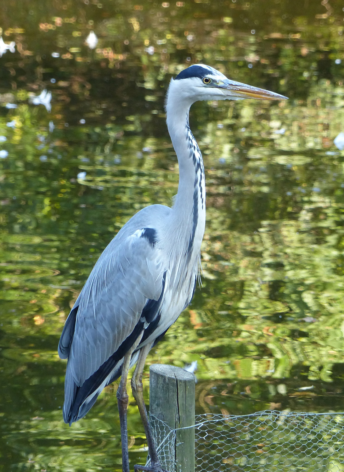 heron