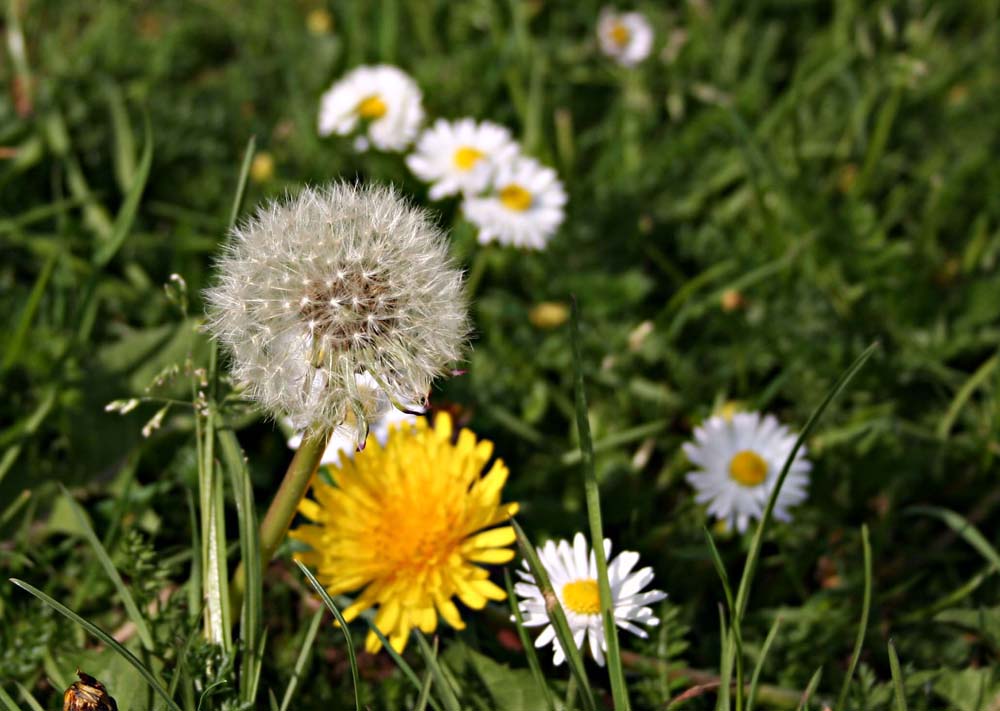 dandelion seeds