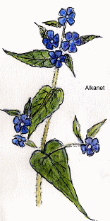 Alkanet