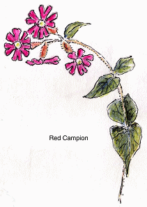 Red Campion