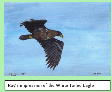 Sea Eagle