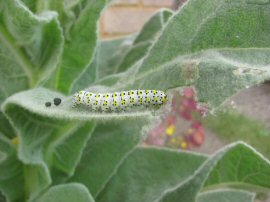 Mullein moth caterpillar