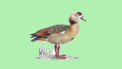 Egyptian Goose