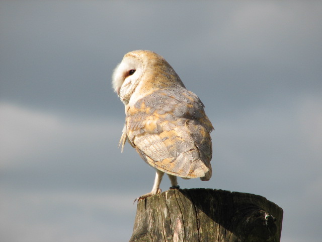 barn owl