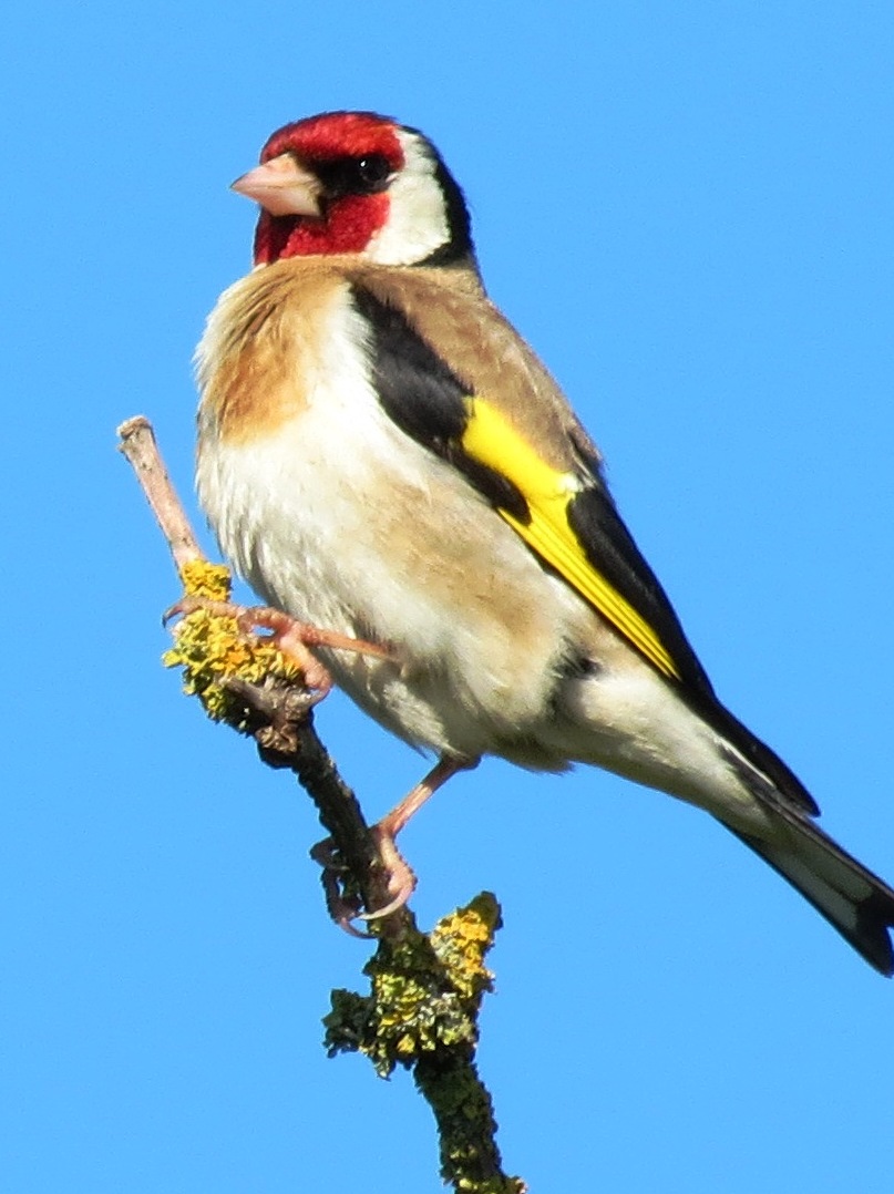 goldfinch