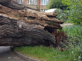 Decayed Oak