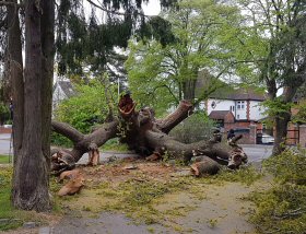 Fallen Oak