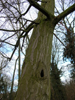 Hornbeam Trunk - Click for Larger Image