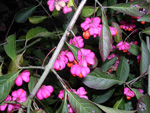 Spindle Berries