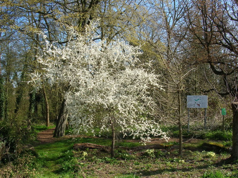 Blackthorn M E  Reserve.jpg