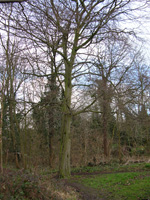 Hornbeam-Lake Small.jpg