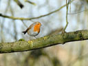 Robin