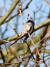 Long Tailed Tit