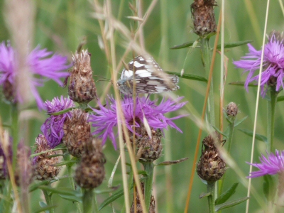 marbled white