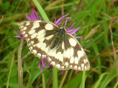 marbled white