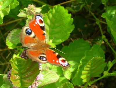 peacock