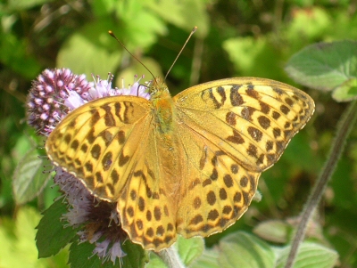 fritillary