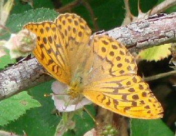 Silver%20Washed%20Fritillary