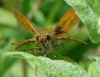 Small Skipper