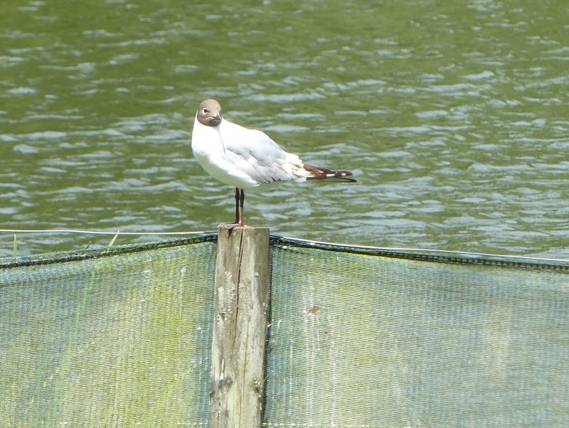 BlackHeadedGull.jpg