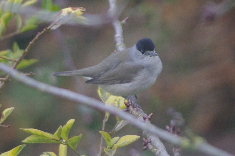 Blackcap