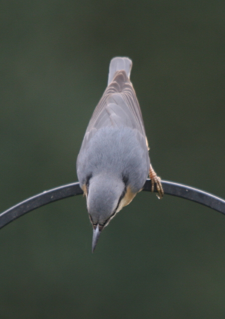 Nuthatch