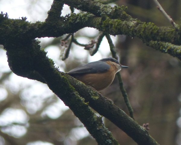 Nuthatch.JPG