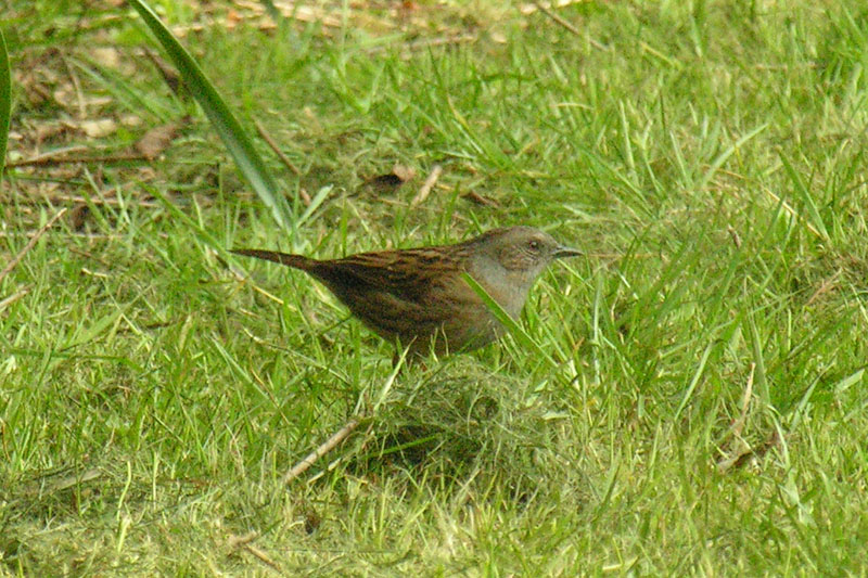 Dunnock