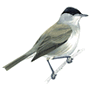 RSPB Blackcap