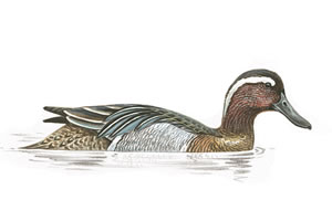 RSPB Garganey