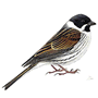 RSPB Reed Bunting