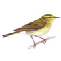 RSPB Willow Warbler