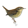 RSPB Wren