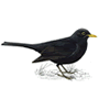 RSPB Blackbird