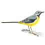 RSPB Grey Wagtail