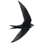 RSPB swift