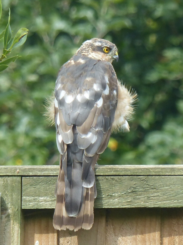 Sparrowhawk