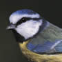 Bluetit - Click for more details