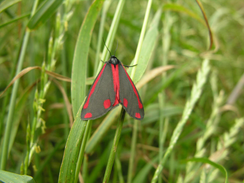 Cinnabar Moth.jpg