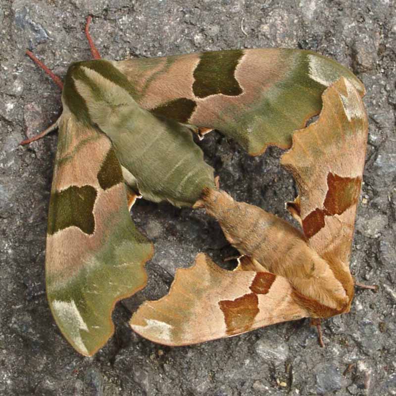 Mating lime hawkmoths Lynne Bell.jpg