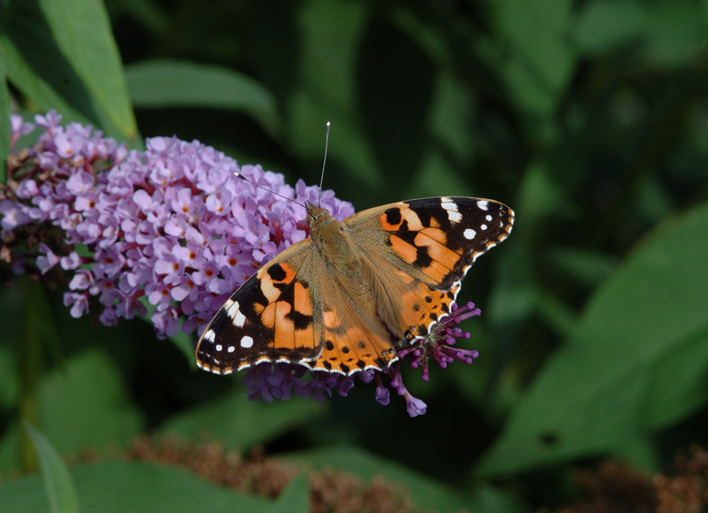 PaintedLady_(Jim Asher).jpg