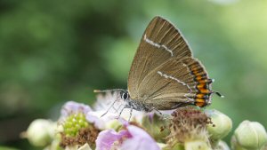 White-letter Hairstreak