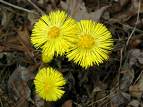 Coltsfoot