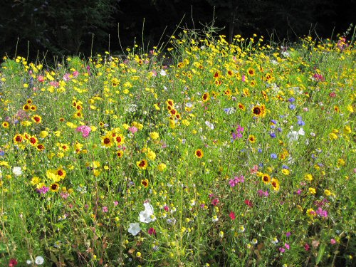 flower bed